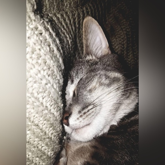 Meet your Posher, Elizabeth - Picture 5 of 14